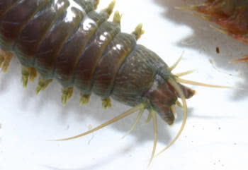 Close-up of the head of the King Ragworm